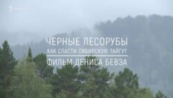 Анонс фильма "Черные лесорубы. Как спасти сибирскую тайгу?"