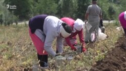 Hökumət kəndlidən məhsul ala bilər - yeni şərtlər açıqlanır