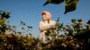 Kyrgyzstan, Nooken region, woman, women collect cotton. sept. 2017